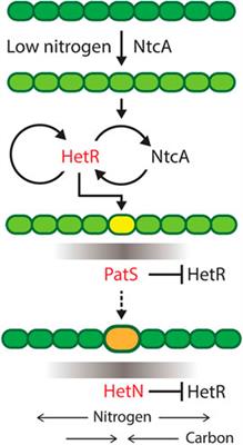 Mathematical models of nitrogen-fixing cell patterns in filamentous cyanobacteria